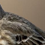 _04A8336  Pipit